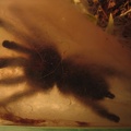 Avicularia-Versicolor-01.jpg