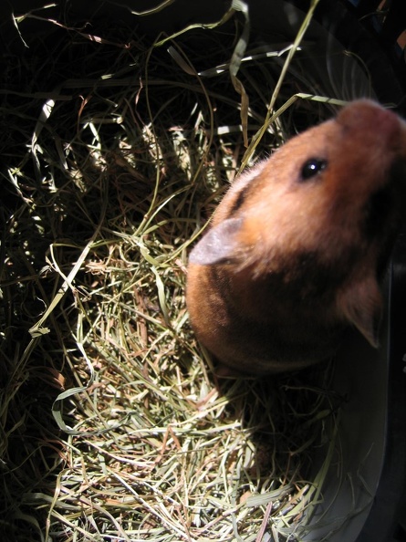 Hamster-Knopf-01.jpg