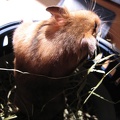 Hamster-Knopf-02.jpg